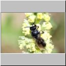 Hylaeus signatus - Maskenbiene m04a fdet10.jpg